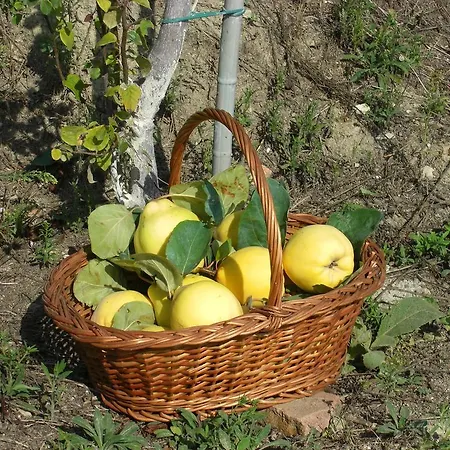 Cascina Gallo Orsi Отель типа 